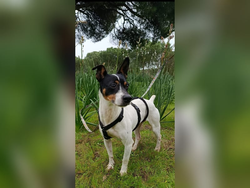 freundliche kleine Bodeguera Lonia