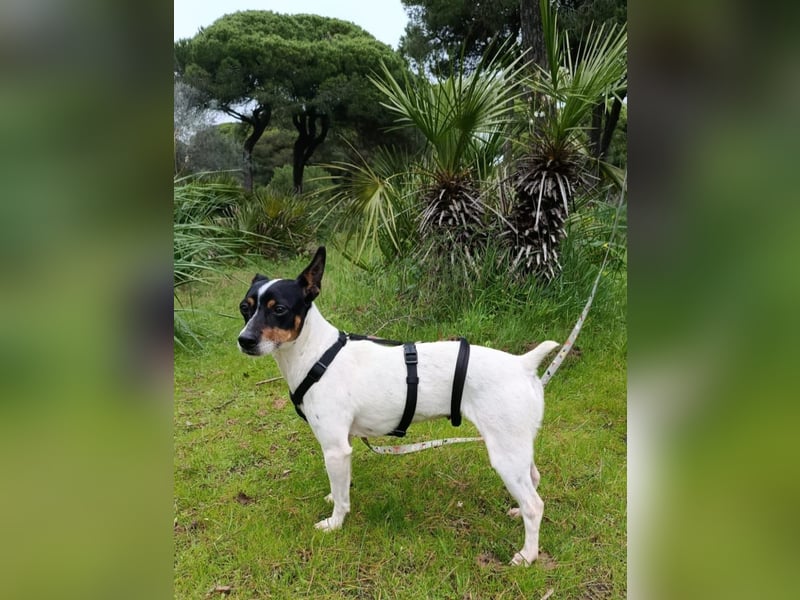 freundliche kleine Bodeguera Lonia