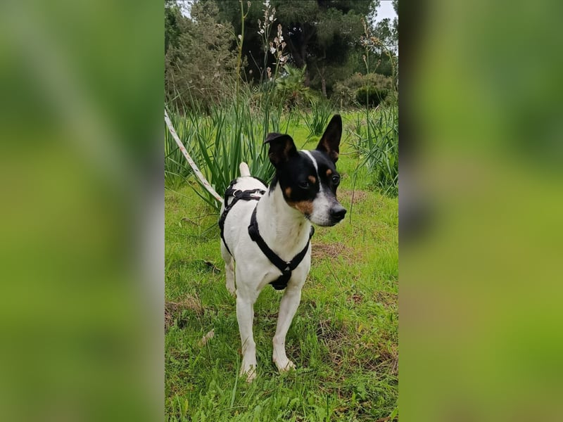 freundliche kleine Bodeguera Lonia