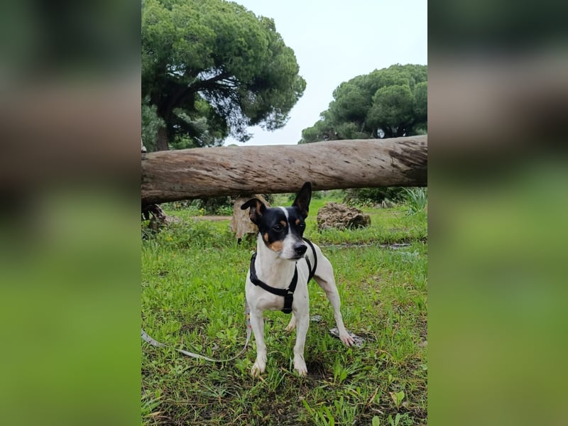 freundliche kleine Bodeguera Lonia