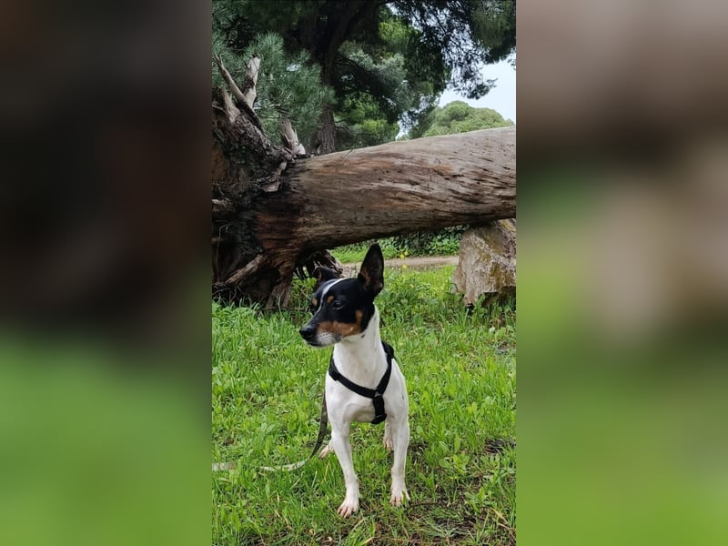 freundliche kleine Bodeguera Lonia