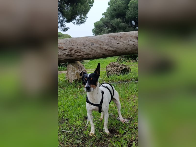 freundliche kleine Bodeguera Lonia