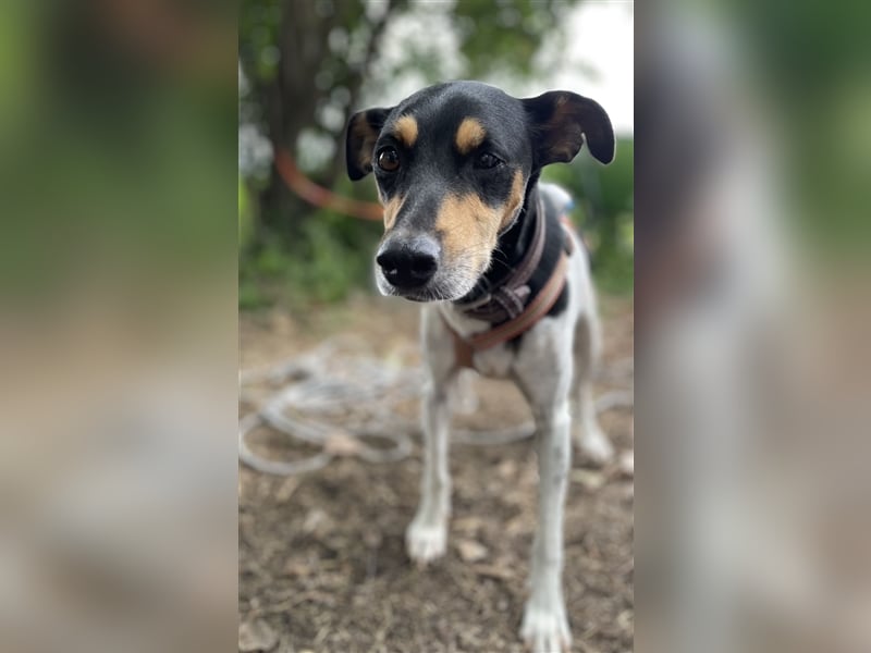 Bodeguero Hündin sucht Menschen mit Herz (in Pflegestelle)