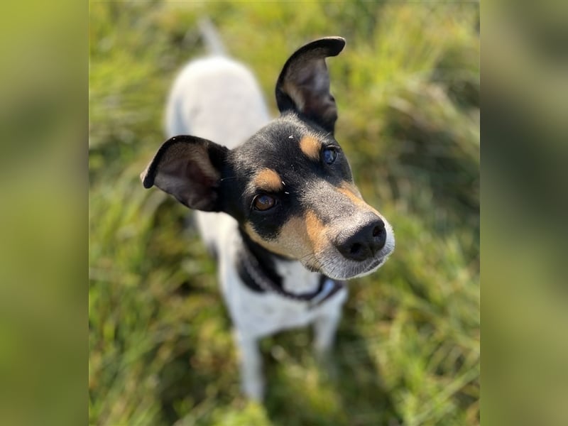 Bodeguero Hündin sucht Menschen mit Herz (in Pflegestelle)