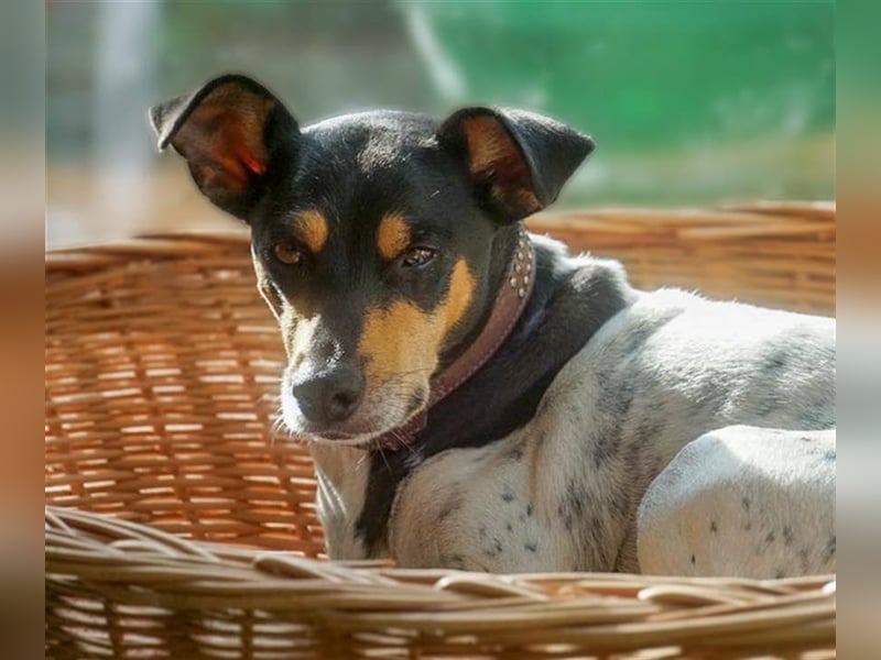 Bodeguero Hündin sucht Menschen mit Herz (in Pflegestelle)