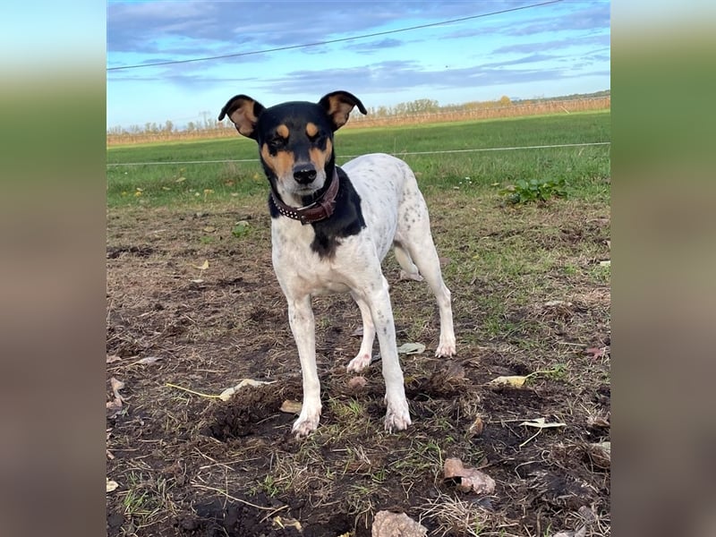 Bodeguero Hündin sucht Menschen mit Herz (in Pflegestelle)