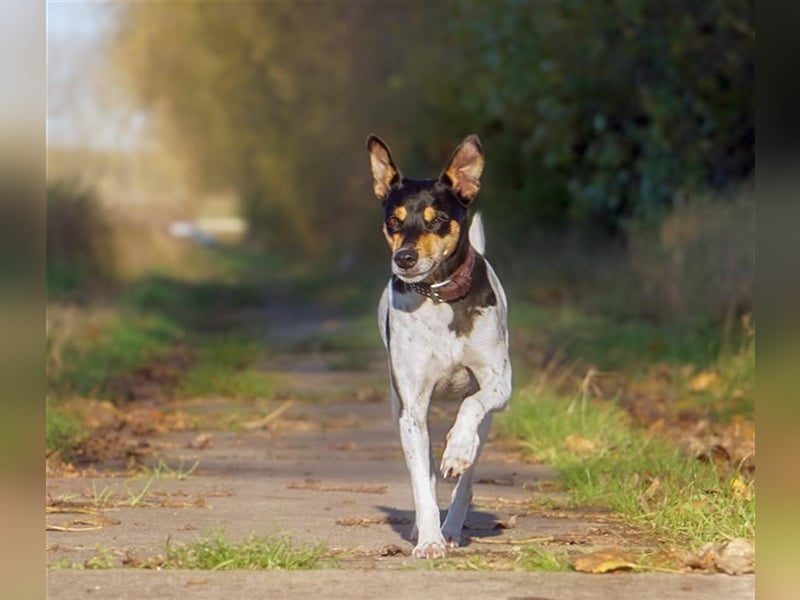 Bodeguero Hündin sucht Menschen mit Herz (in Pflegestelle)
