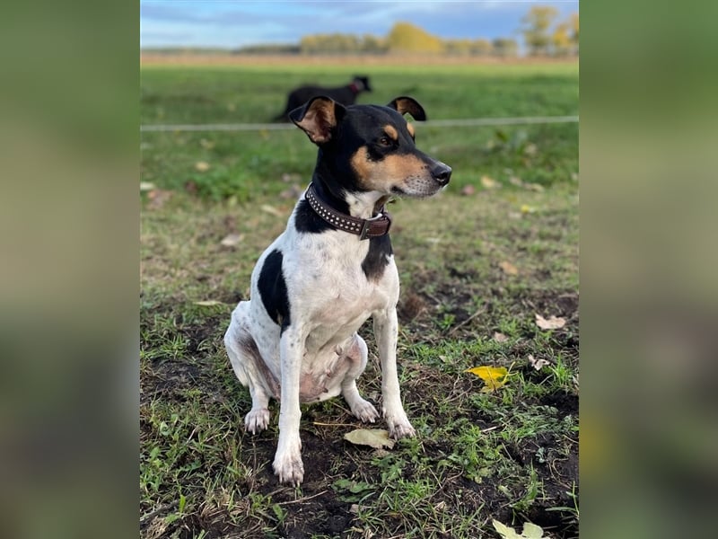 Bodeguero Hündin sucht Menschen mit Herz (in Pflegestelle)