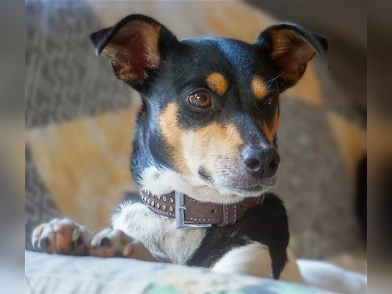 Bodeguero Hündin sucht Menschen mit Herz (in Pflegestelle)