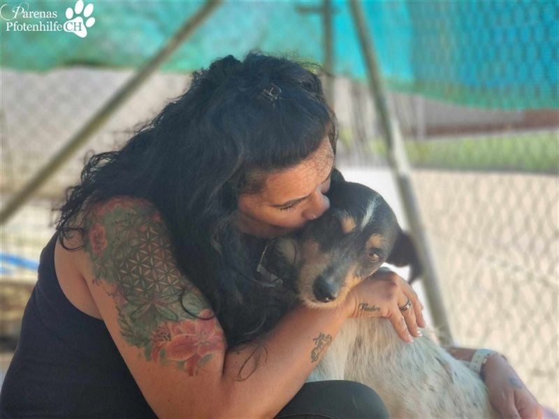 Spencer ist ein Traum von einem Hund