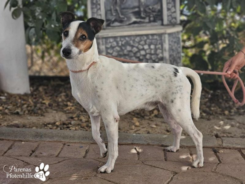 Hachiko ist ausgeglichen und sehr verschmust