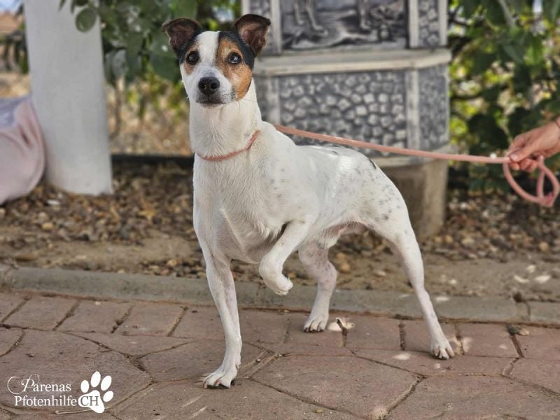 Hachiko ist ausgeglichen und sehr verschmust