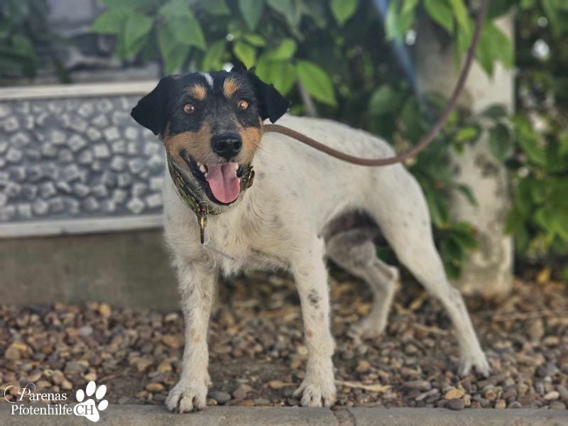 Spencer ist ein Traum von einem Hund