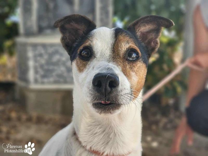 Hachiko ist ausgeglichen und sehr verschmust