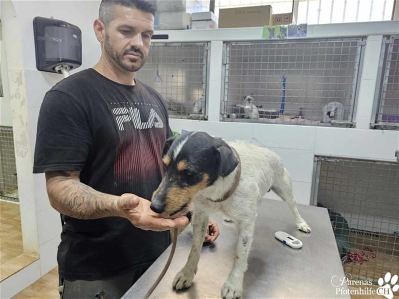 Spencer ist ein Traum von einem Hund