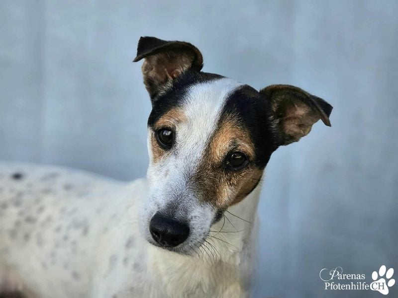 Hachiko ist ausgeglichen und sehr verschmust