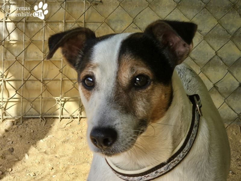 Hachiko ist ausgeglichen und sehr verschmust