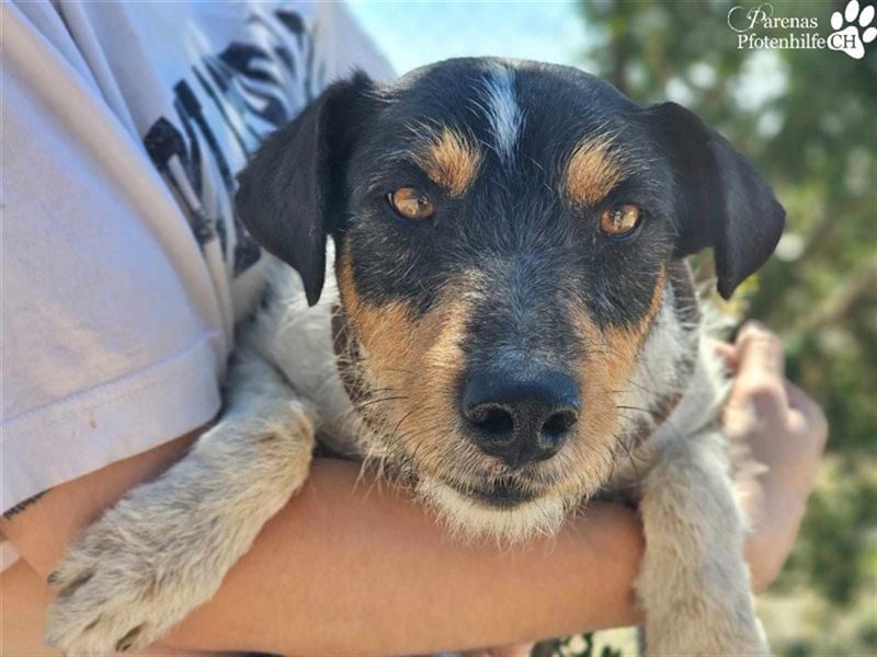 Spencer ist ein Traum von einem Hund