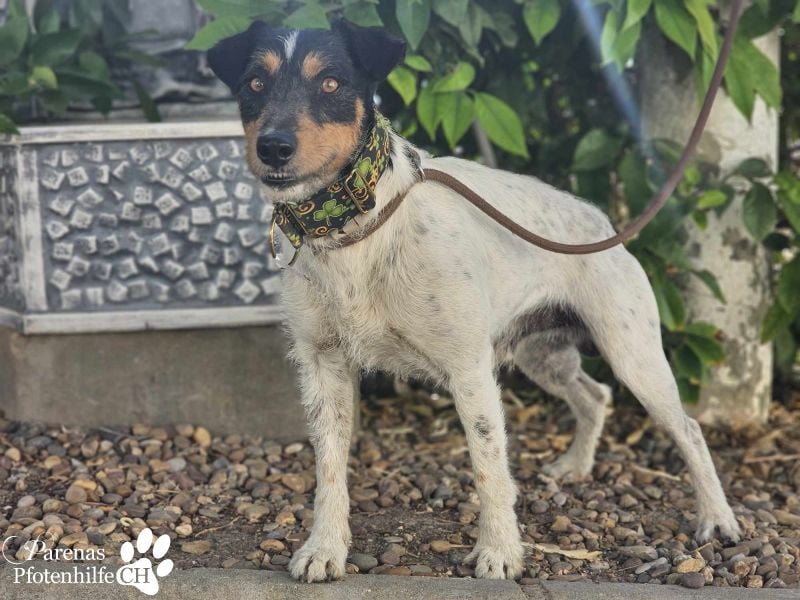 Spencer ist ein Traum von einem Hund