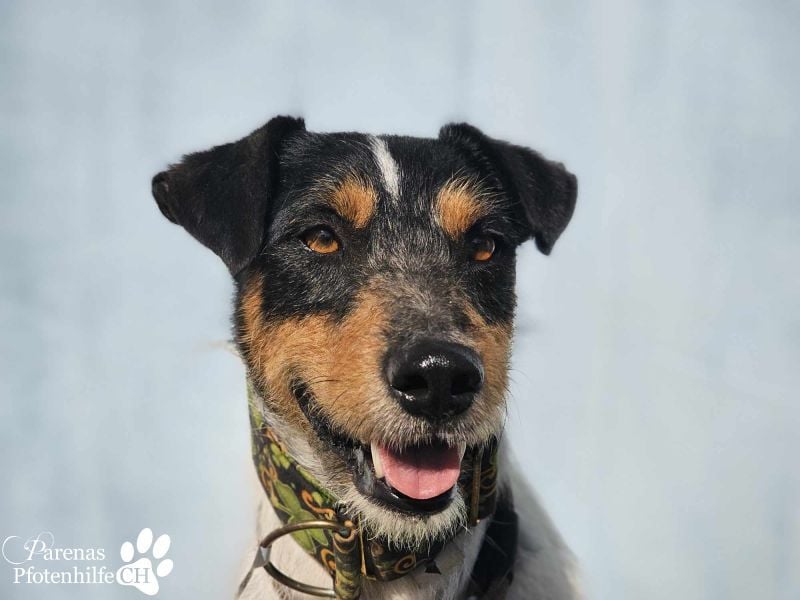 Spencer ist ein Traum von einem Hund