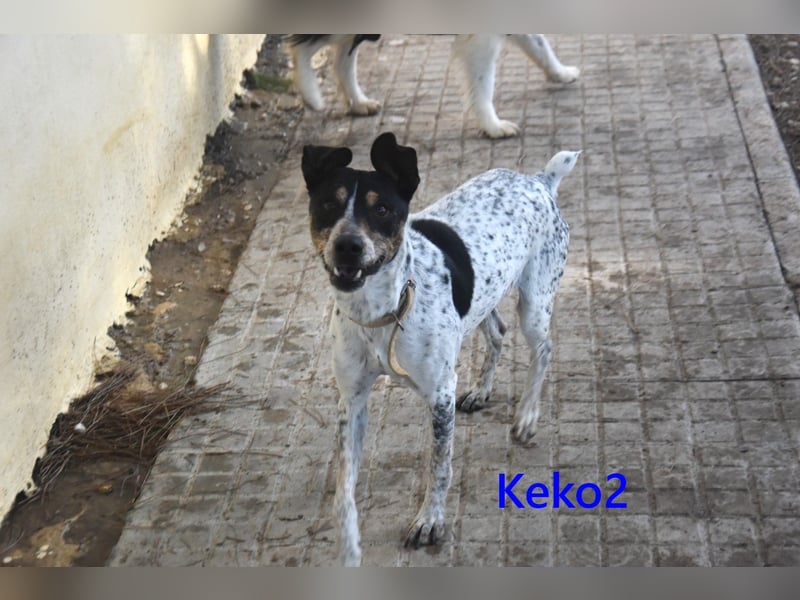 Keko2 geb. 11/2022 (in Deutschland) - menschenbezogener Bodeguero Ratonero Andaluz Rüde sucht Dich!