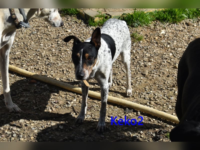 Keko2 geb. 11/2022 (in Deutschland) - menschenbezogener Bodeguero Ratonero Andaluz Rüde sucht Dich!
