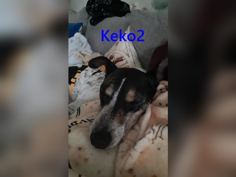 Keko2 geb. 11/2022 (in Deutschland) - menschenbezogener Bodeguero Ratonero Andaluz Rüde sucht Dich!