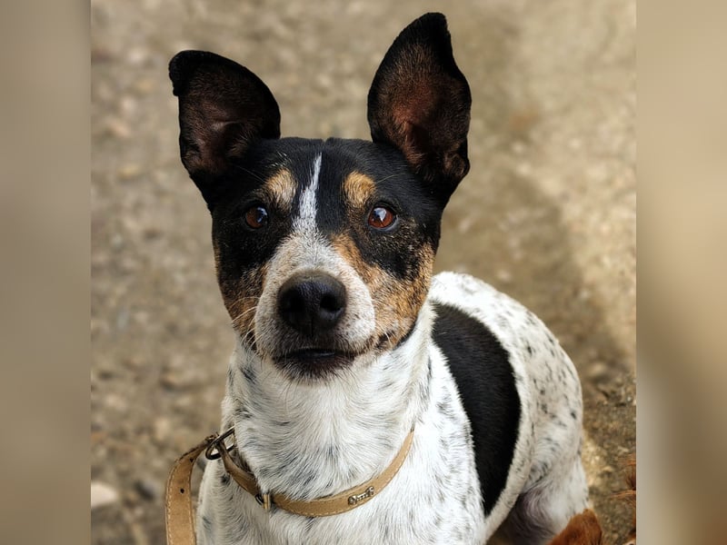 Keko2 geb. 11/2022 (in Deutschland) - menschenbezogener Bodeguero Ratonero Andaluz Rüde sucht Dich!