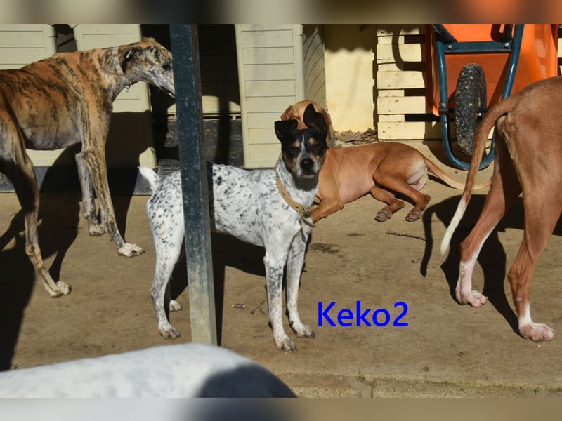 Keko2 geb. 11/2022 (in Deutschland) - menschenbezogener Bodeguero Ratonero Andaluz Rüde sucht Dich!