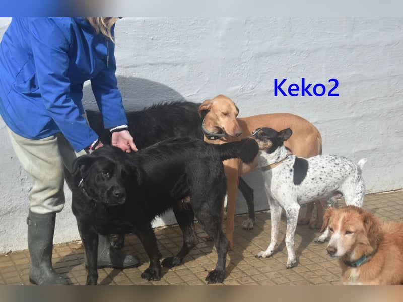 Keko2 geb. 11/2022 (in Deutschland) - menschenbezogener Bodeguero Ratonero Andaluz Rüde sucht Dich!