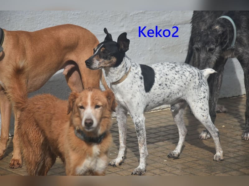 Keko2 geb. 11/2022 (in Deutschland) - menschenbezogener Bodeguero Ratonero Andaluz Rüde sucht Dich!