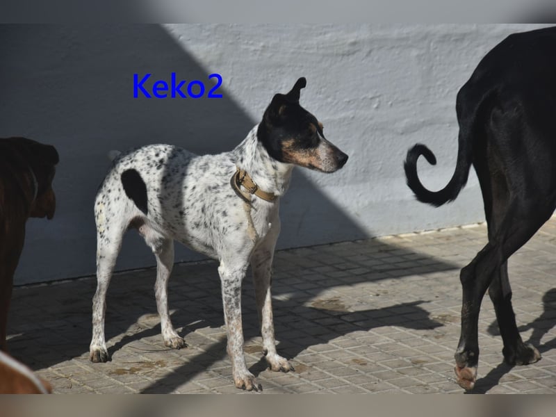 Keko2 geb. 11/2022 (in Deutschland) - menschenbezogener Bodeguero Ratonero Andaluz Rüde sucht Dich!