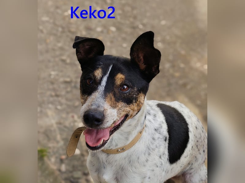 Keko2 geb. 11/2022 (in Deutschland) - menschenbezogener Bodeguero Ratonero Andaluz Rüde sucht Dich!