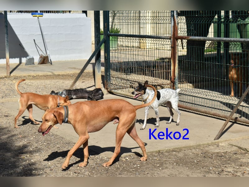 Keko2 geb. 11/2022 (in Deutschland) - menschenbezogener Bodeguero Ratonero Andaluz Rüde sucht Dich!