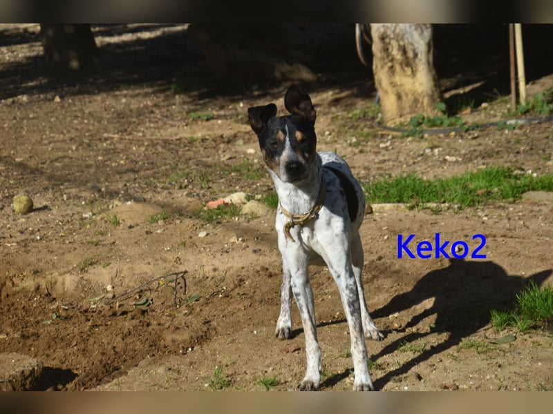 Keko2 geb. 11/2022 (in Deutschland) - menschenbezogener Bodeguero Ratonero Andaluz Rüde sucht Dich!