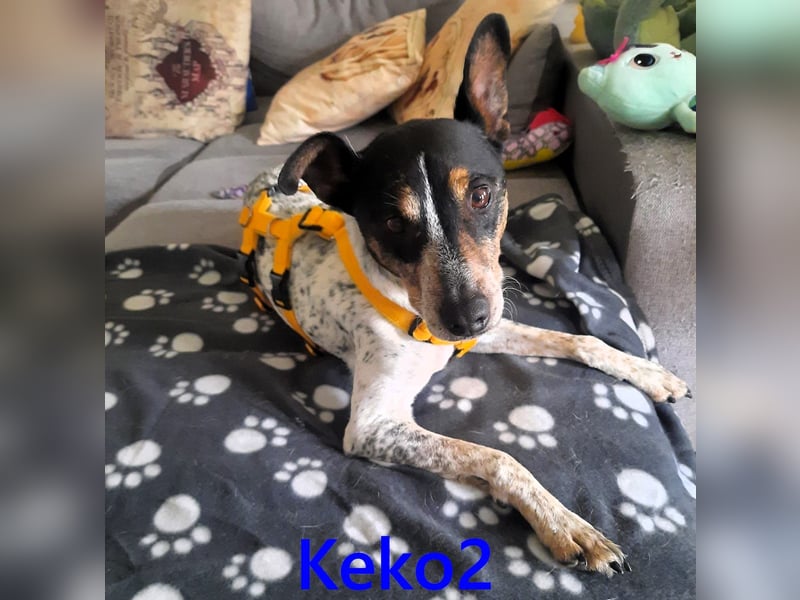 Keko2 geb. 11/2022 (in Deutschland) - menschenbezogener Bodeguero Ratonero Andaluz Rüde sucht Dich!