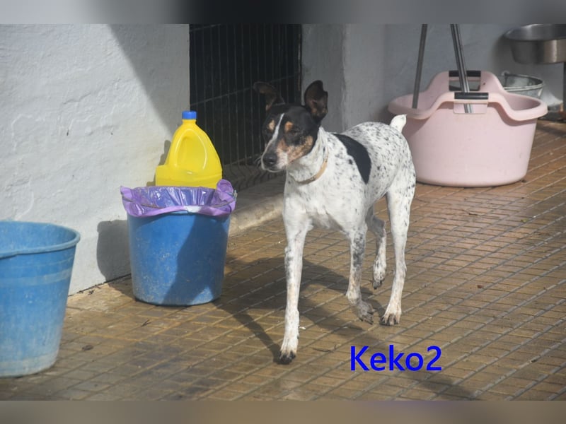 Keko2 geb. 11/2022 (in Deutschland) - menschenbezogener Bodeguero Ratonero Andaluz Rüde sucht Dich!