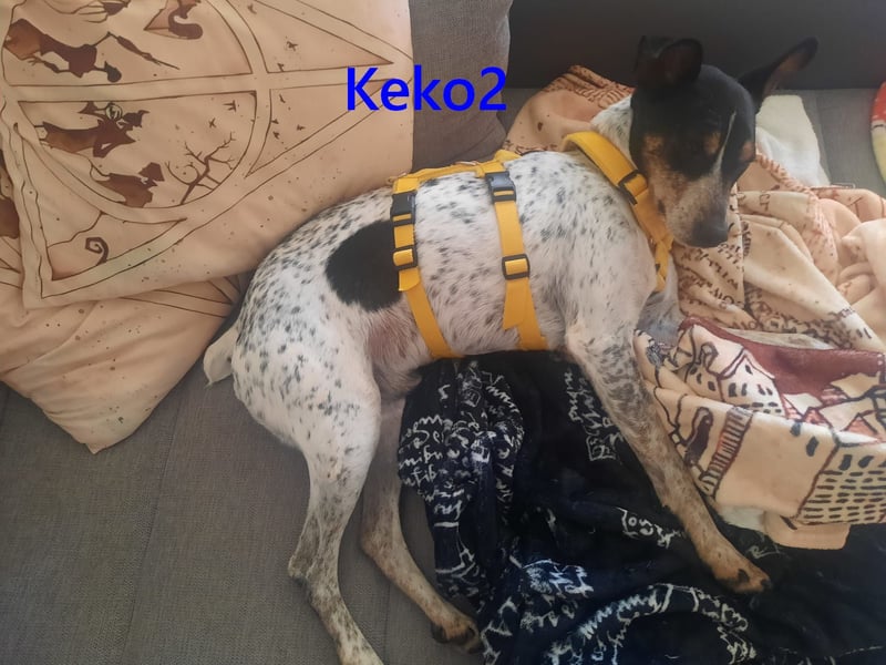 Keko2 geb. 11/2022 (in Deutschland) - menschenbezogener Bodeguero Ratonero Andaluz Rüde sucht Dich!