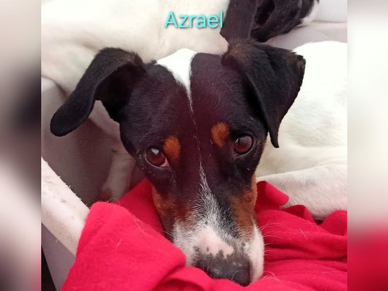 Azrael geb. 04/2021 (in Deutschland) - zärtlicher Bodeguero sucht Stabilität!