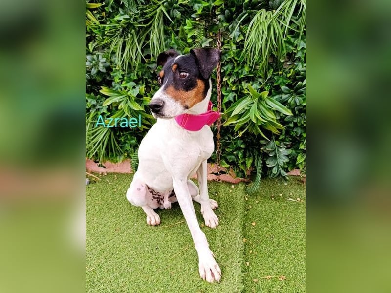 Azrael geb. 04/2021 (in Deutschland) - zärtlicher Bodeguero sucht Stabilität!