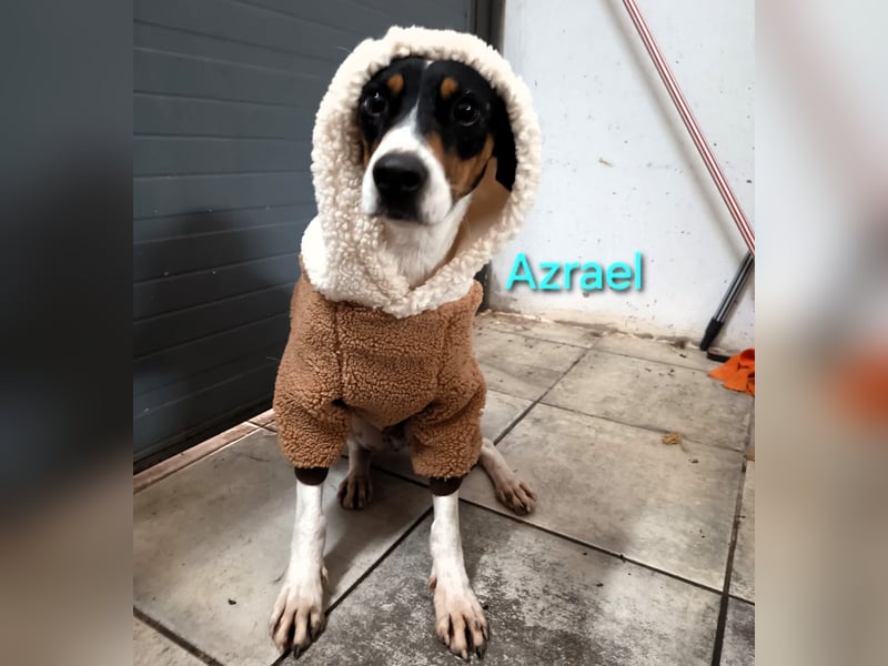 Azrael geb. 04/2021 (in Deutschland) - zärtlicher Bodeguero sucht Stabilität!