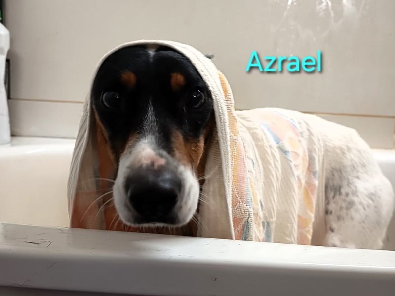 Azrael geb. 04/2021 (in Deutschland) - zärtlicher Bodeguero sucht Stabilität!