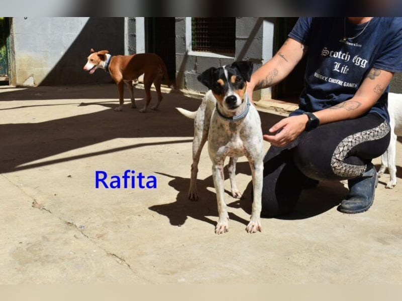 Rafita geb. 01/2020 (ESP) - menschenbezogener, kleiner Charmeur!