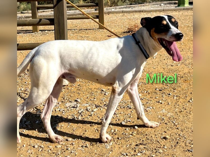 NOTFALL Mikel geb. 09/2021 (ESP) - vertrauensvoller, gutmütiger und lieber Bodeguero!