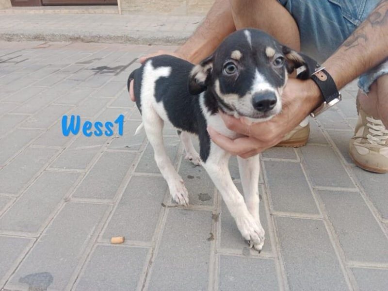Wess1 (Micky) geb. 03/2025 (in Deutschland) - unglaublich liebevoller Hundepartner!