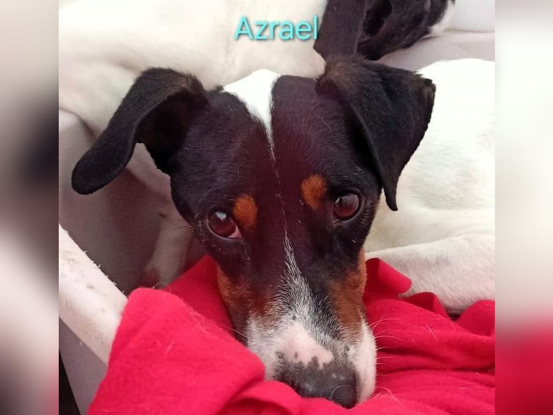 Azrael geb. 04/2021 (in Deutschland) - zärtlicher Bodeguero sucht Stabilität!