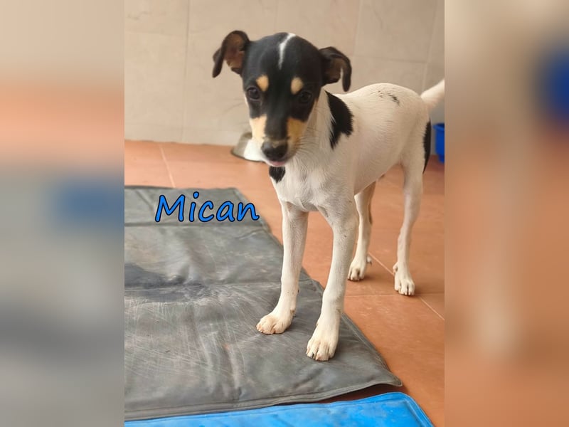 Mican geb. 07/2026 (ESP) - schüchterner Welpe der so viel mehr verdient hat!
