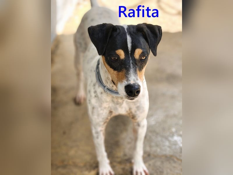 Rafita geb. 01/2020 (ESP) - menschenbezogener, kleiner Charmeur!