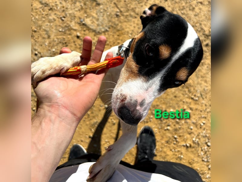 Bestia geb. 09/2021 (ESP) - vertrauensvoller, gutmütiger und lieber Bodeguero!