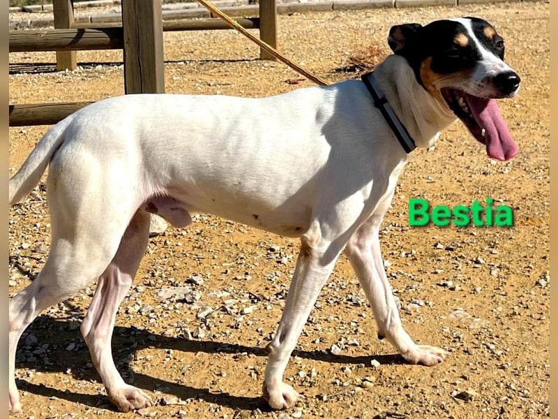 Bestia geb. 09/2021 (ESP) - vertrauensvoller, gutmütiger und lieber Bodeguero!